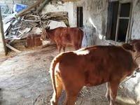 Cow, Cattle — photo 6