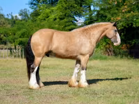 At, Gypsy horse — foto 8