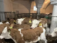 ثور, Simmental cattle — الصورة 4