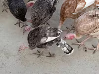 Turkeys — 2-rasm
