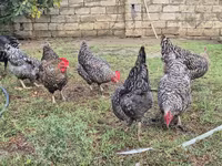 Chickens — photo 4