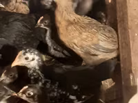 Australian Pit Game fowl — Foto 5