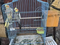 Nimfa (Cockatiel) cütlüyü + qəfəs - Növ: Nimfa papağanı (Cockatiel) — 照片 1
