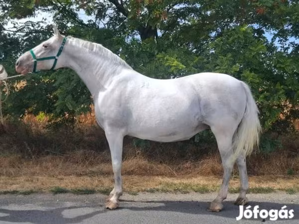 Klisna, Lipizzaner