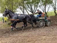 घोड़ा, Hungarian horse breed — फ़ोटो 5