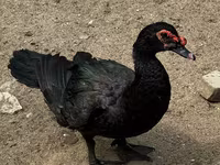 Ducks — foto 1