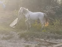 At, Azerbaijan horse — foto 2