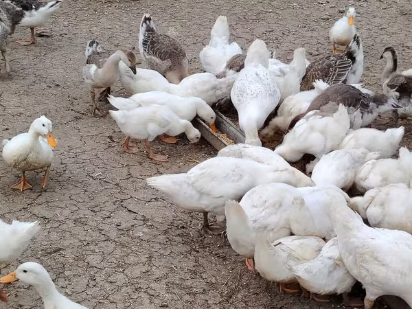 Alman Pekin