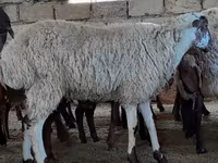 Qoyunlar (partiya, cinsi göstərilməyib), Qoyunlar — foto 5