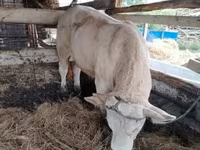 सांड, लिमोज़िन गाय — फ़ोटो 3