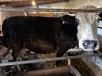 İnək, Simmental cattle — foto 2
