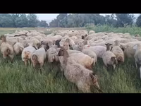 نعجة, الأغنام — الصورة 8