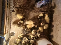 Turkeys — foto 3