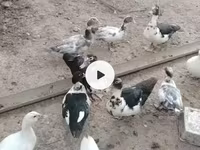 Ducks — photo 1