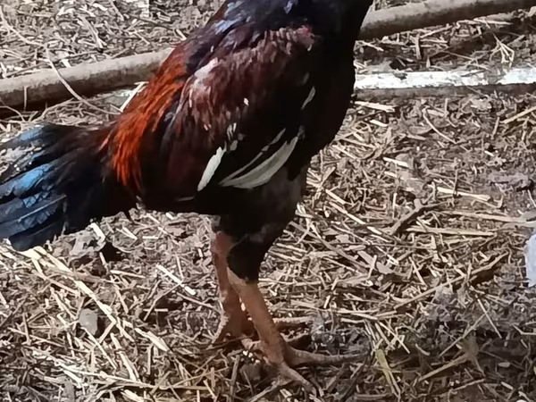 Chickens — Azərbaycan