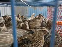 Kral bildirçini — foto 3
