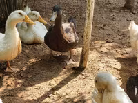 Alman Pekin — foto 8