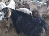 Goat, Goats — photo 3
