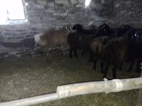 كبش, Edilbay sheep — الصورة 1