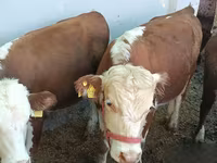 Toro, Hereford — foto 2