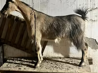 Goat, Alpine goat — photo 3