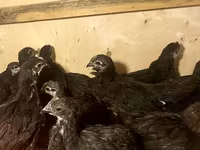 Australian Pit Game fowl — photo 3