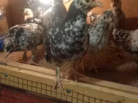 Yapon Bantam — foto 3