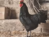 Australorp — foto 2