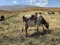 Կաթ, անարատ, կաթնամթերք — Foto 4