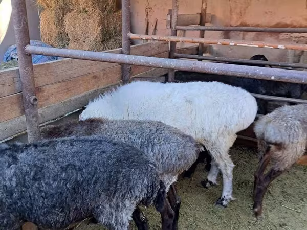 Ram, Sheep
