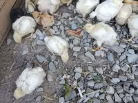 Chickens — foto 5