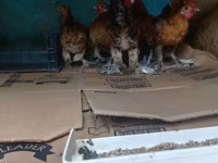Bantam japonesa — foto 2