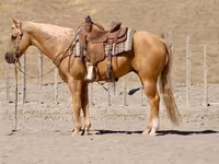 Cavalo, Quarter Horse — foto 3