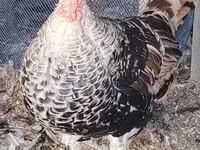 Turkeys — foto 4