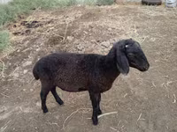 Sheep (batch, sex not specified), Sheep — photo 2