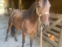 घोड़ा, Rocky Mountain Horse — फ़ोटो 3
