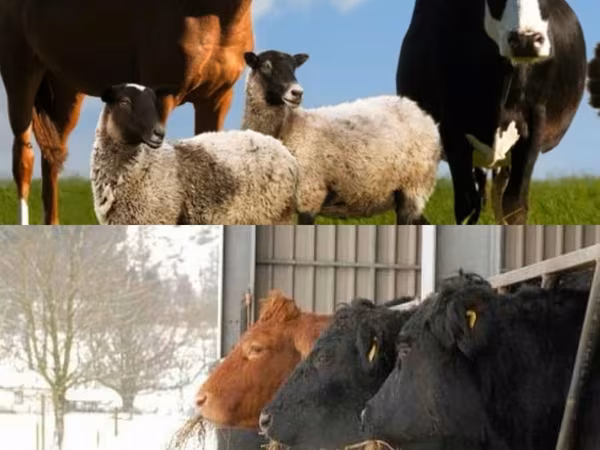 Býk, Russian Black pied cattle