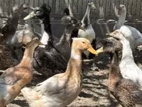 Ducks — photo 2
