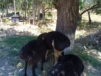 绵羊（批次，未指定性别）, Sheep — 照片 4