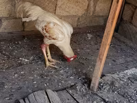 Chickens — photo 1