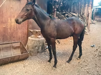 Horse (M), French Trotter — photo 5