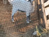 Keçi, Nubian Goat — foto 2