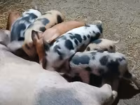 母猪, Pigs — 照片 3