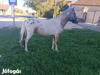 Cavalo, Cavalos — foto 1