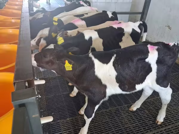 Toro, Russian Black pied cattle