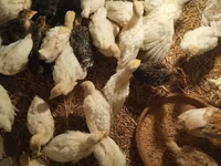 Turkeys — photo 3