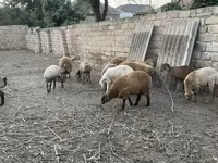 Ram, Sheep — photo 2