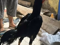 Guinea fowl — photo 2