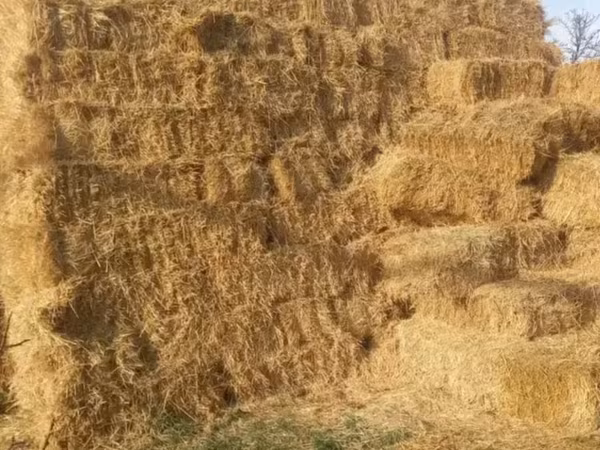 Սալոմ ցորենի, սալոմ