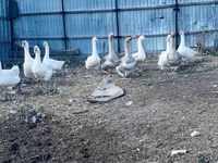 Geese — фото 1